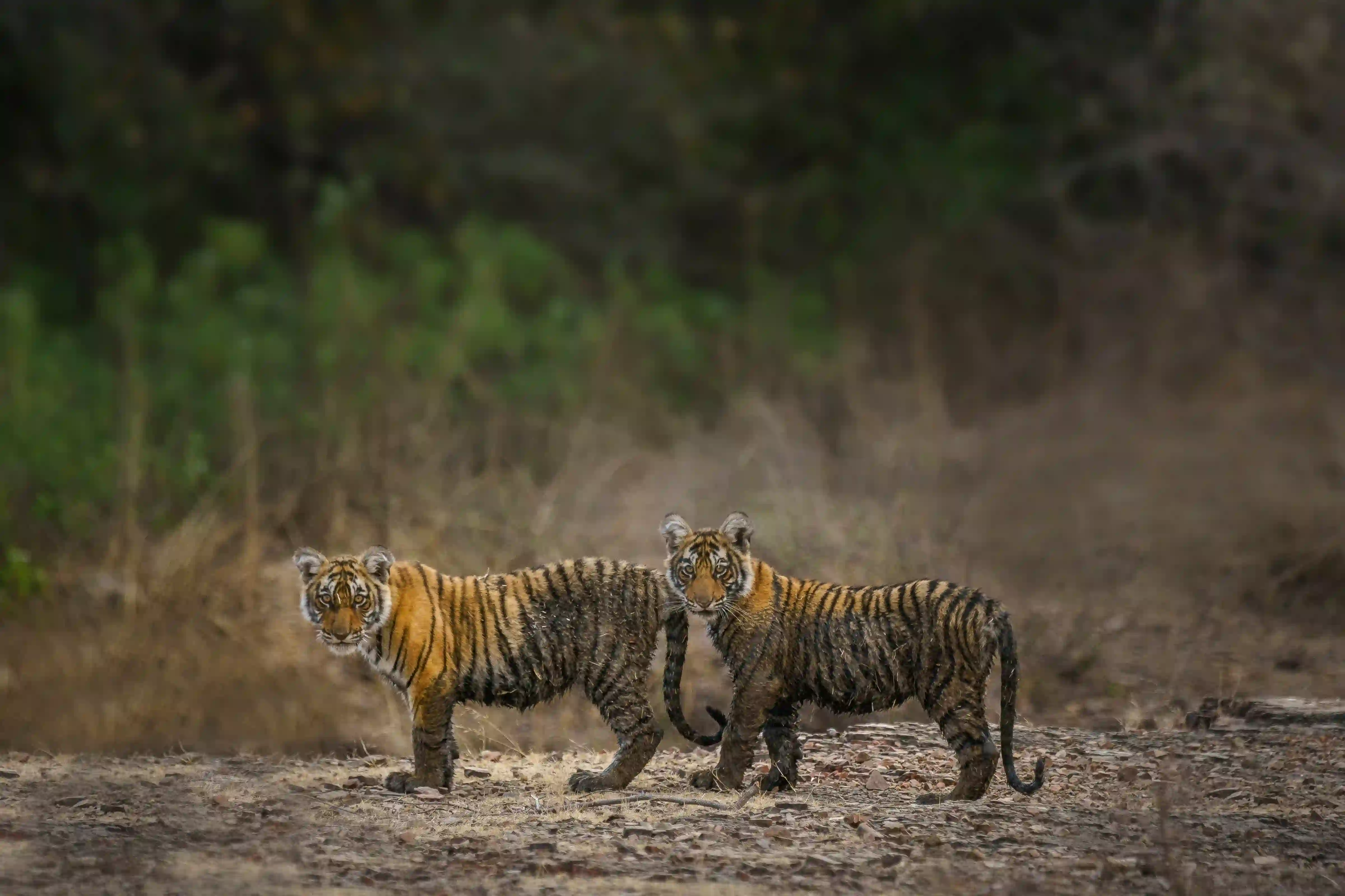 Golden triangle tour with Ranthambore Tiger Safari 4 Days